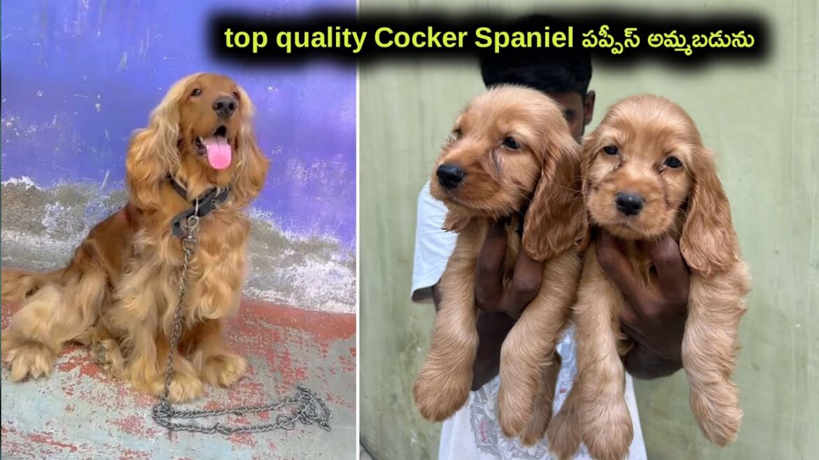 top quality Cocker Spaniel puppies for sale in telugu/9989498025 /aj pets