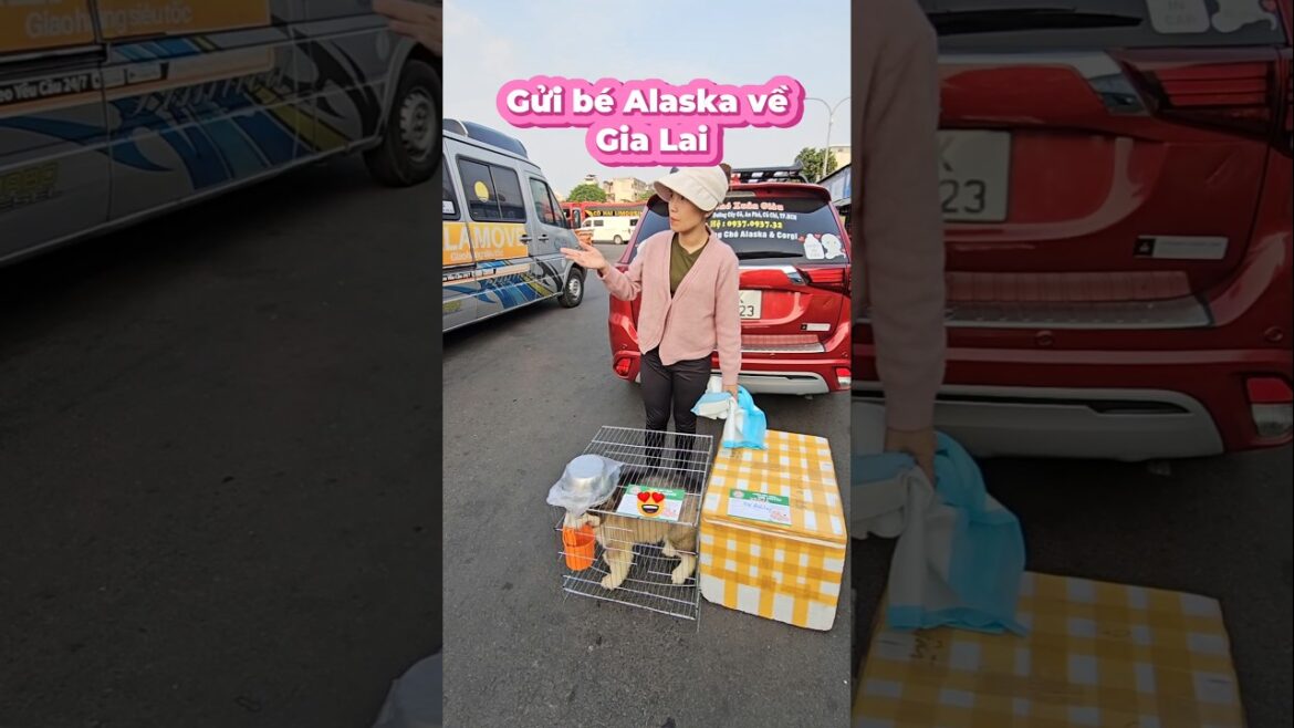 Bé Alaska về Gia Lai . #pets #choalaska #bipetfarm #traichoxuangiau