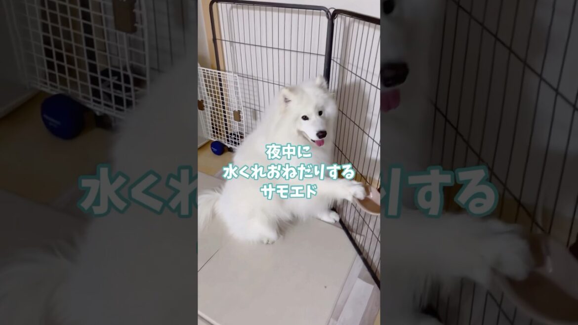 お水のねだり方が可愛いサモエド #samoyed #大型犬 #