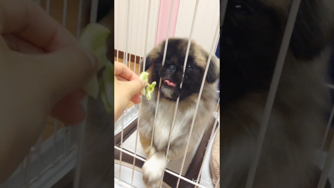 10年前のきなこ（怖い）　#ペキニーズ #犬のいる生活 #可愛い
