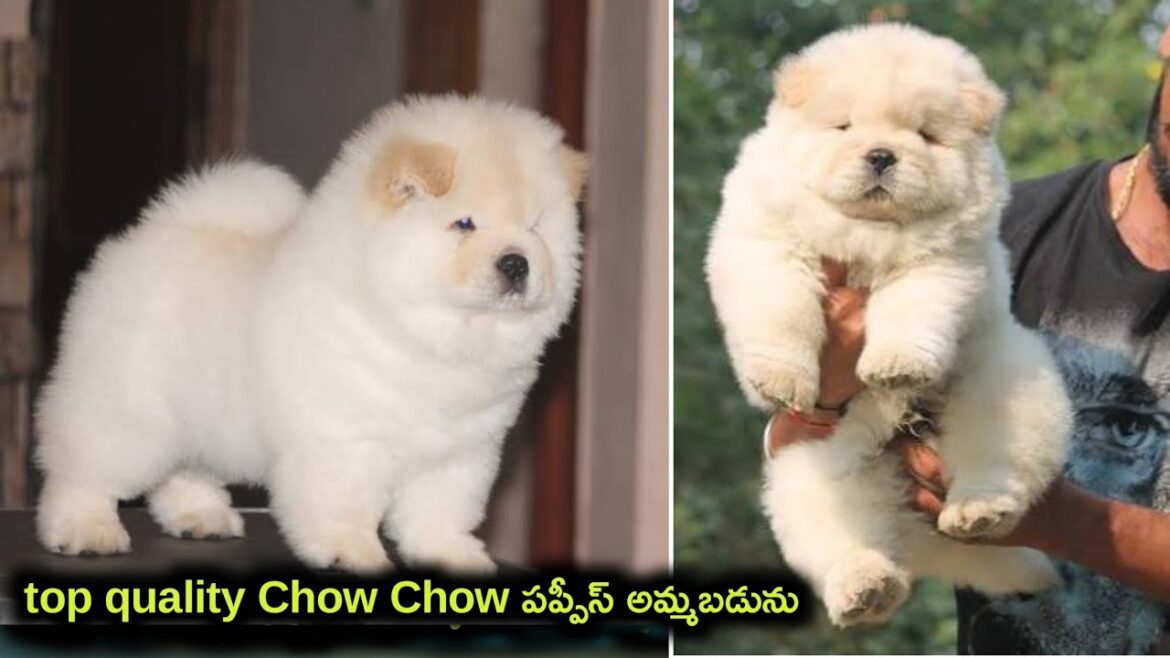top quality Chow chow puppies for sale in telugu/ 83412 39608/ aj pets