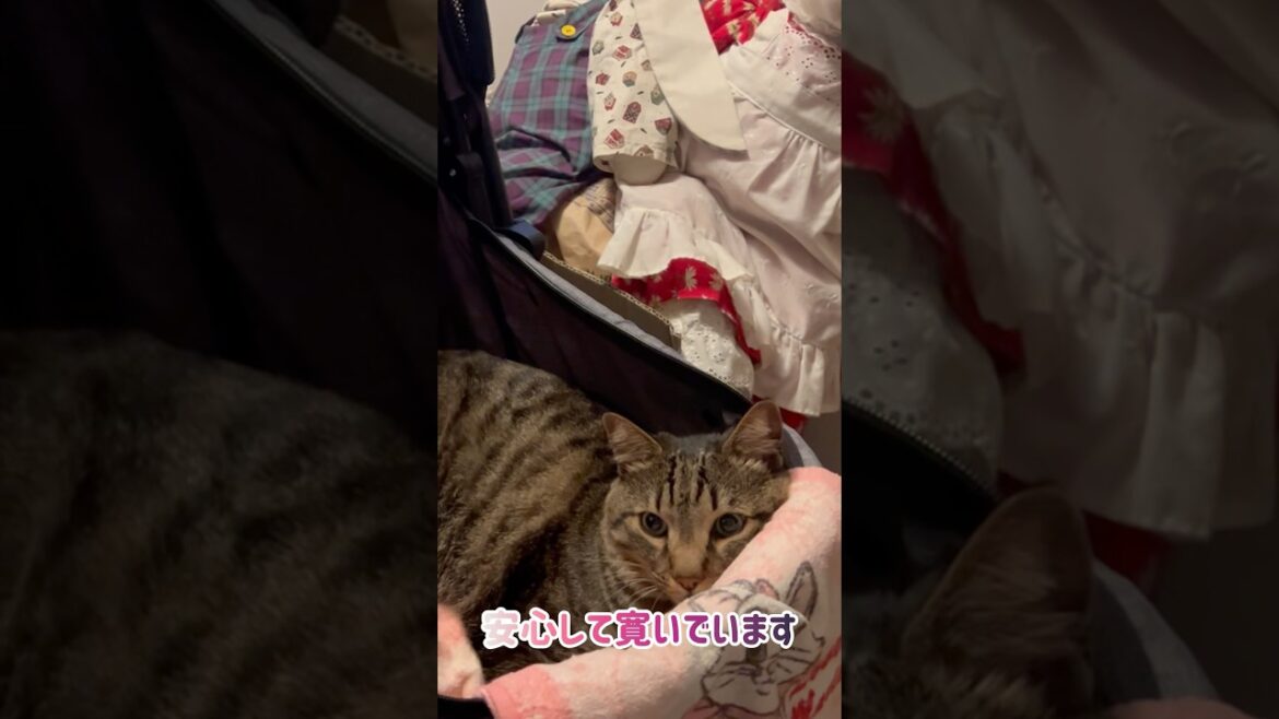 【狆とミニチュアダックスのMIX犬＆保護猫】あったか散歩を楽しむ日々ハイライト