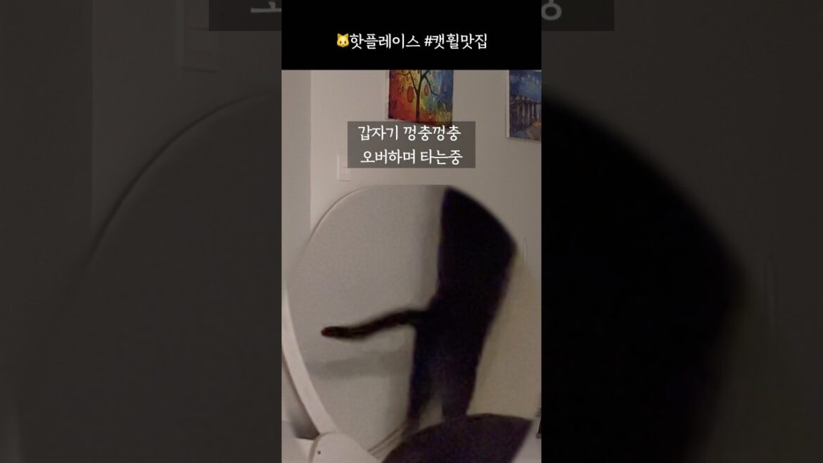 고양이들이 줄서는 이유 #고양이핫플 #캣휠맛집 #고양이일상 #cutecat