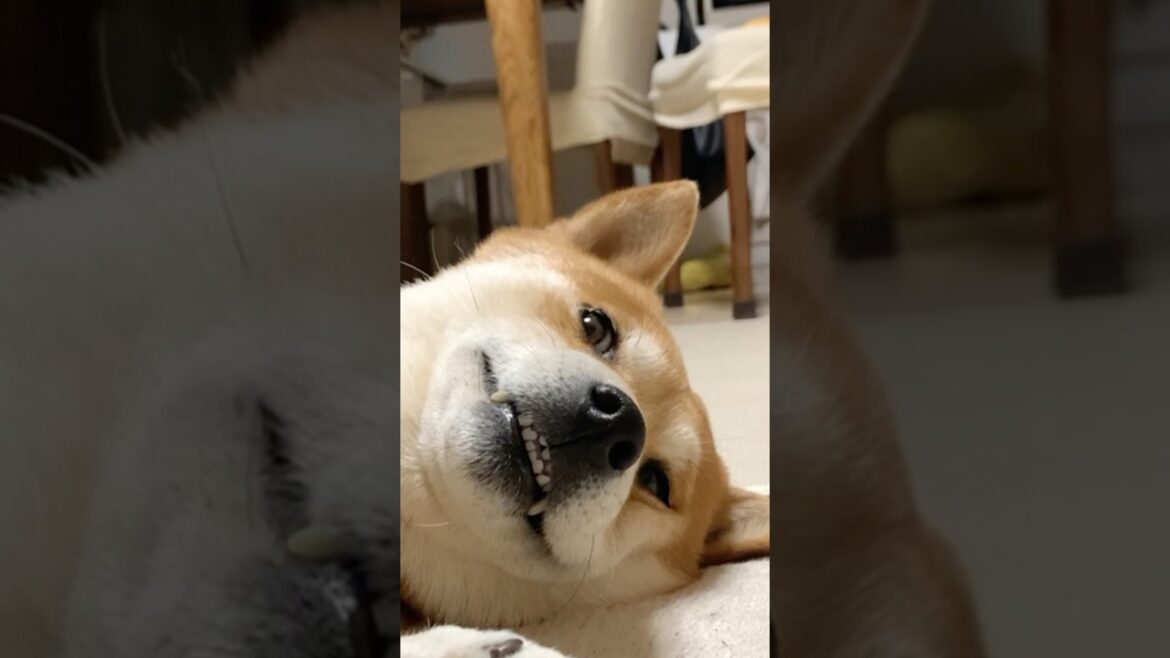 モフのASMR #犬 #柴犬