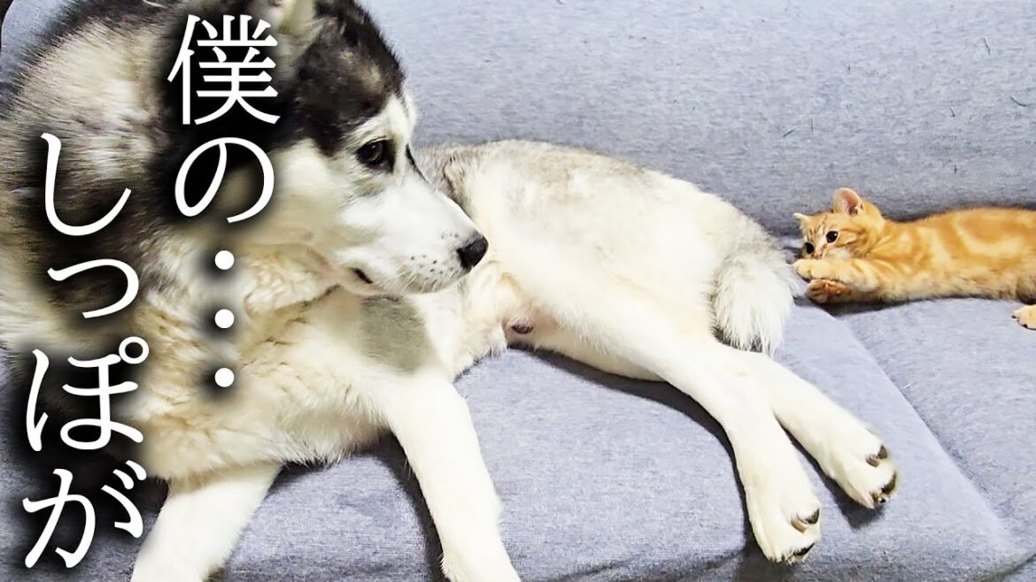 ハスキー犬のしっぽにイタズラした子猫がこうなりました...