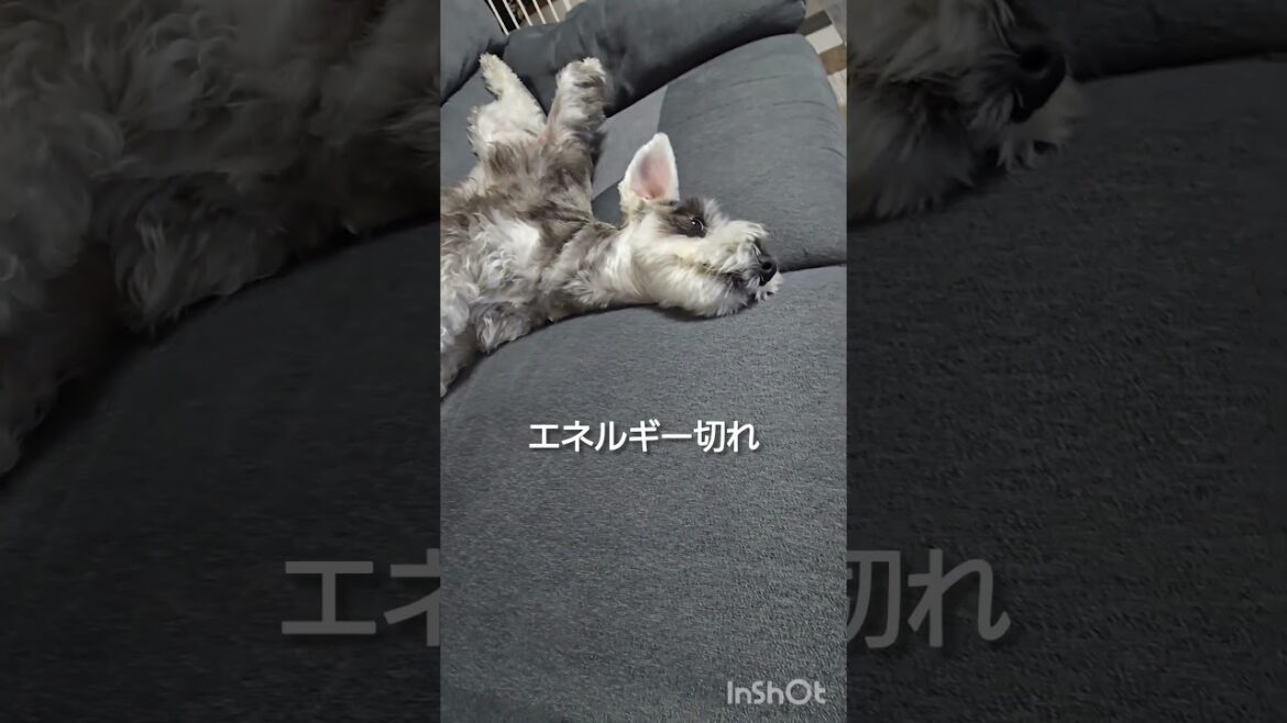 2025年3月25日おつかれシュナウザー #ミニチュアシュナウザー #miniatureschnauzer  #シュナウザー  #schnauzer #シュナウザーのいる暮らし  #いぬのいる暮らし