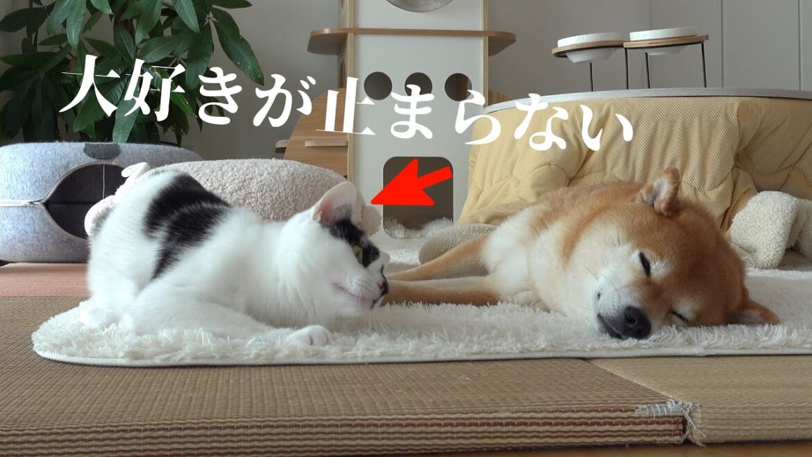 柴犬への愛が止まらない！ママ看病中に起きた猫との衝撃の裏側がこれ。。