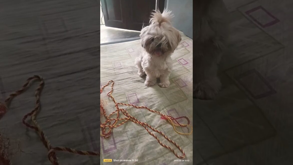 puppy reacts to a surprise 🐕🐕❤️#shorts#pet#lhasadog#funnyanimal