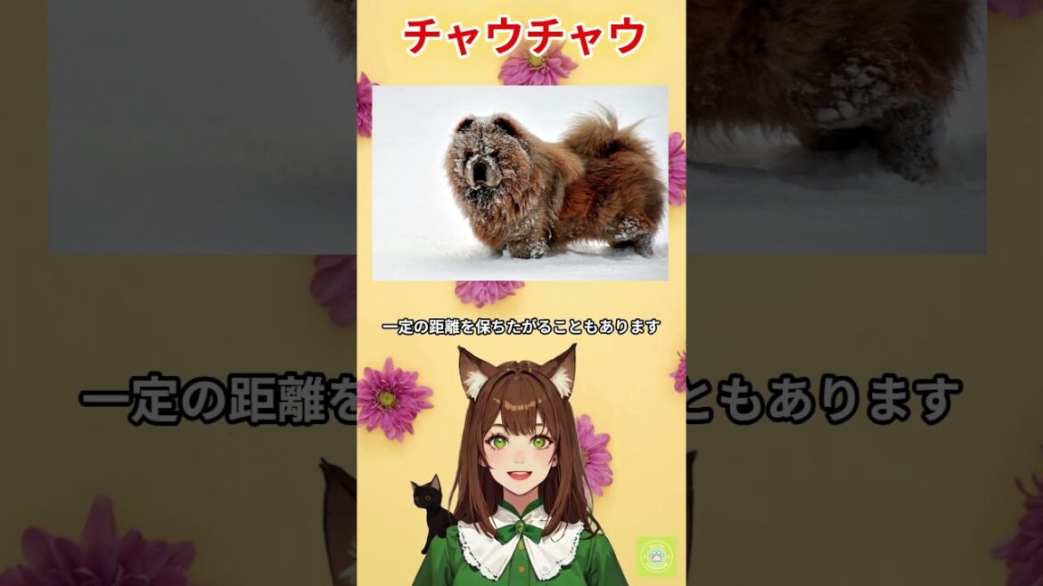 【チャウチャウ】はこんな犬種！舌はいつから青い？飼いにくいといわれる理由がここにありました。YouTubeで詳しく解説♪＃チャウチャウ＃犬＃いぬ＃ペット＃子犬＃愛犬＃癒し＃いぬのきもち＃犬のいる暮らし