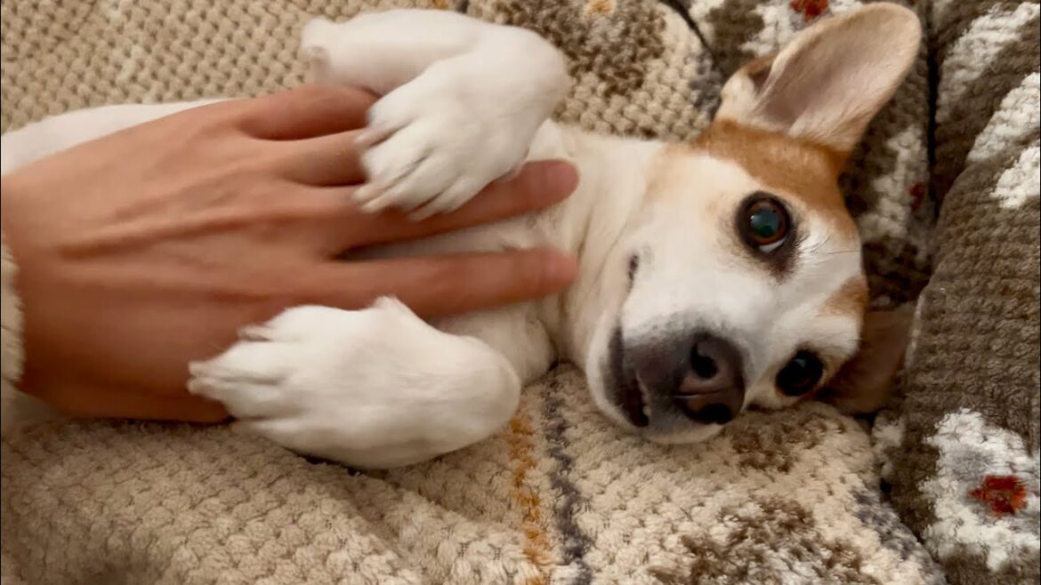 お腹を撫でられると迷惑そうにするジャックラッセルテリア　jackrussellterrier