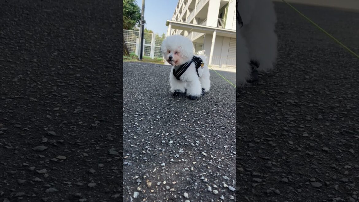 一歩も歩かないボク♪ #cuteanimal #dog #いぬ #bichonfrise #いぬすたぐらむ #犬のお散歩 #お散歩