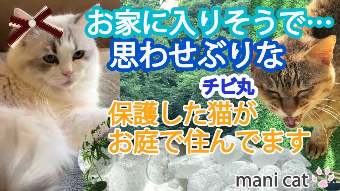 お家に入りそうで…思わせぶりなチビ丸君🫨保護した猫がお庭に住んでます😭#外猫#ragdoll#三毛猫 お家に入りそうで…思わせぶりなチビ丸君🫨保護した猫がお庭に住んでます😭#外猫#ragdoll#三毛猫