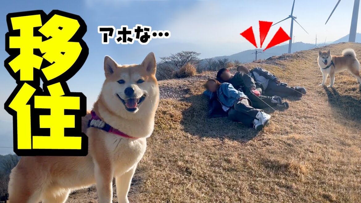柴犬姉妹と大川原高原へ行った結果、家族がまさかの決断へ…