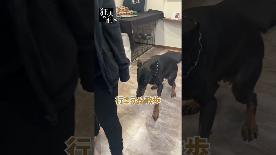 散歩行く時パパとママとでは表情が違うドーベルマン