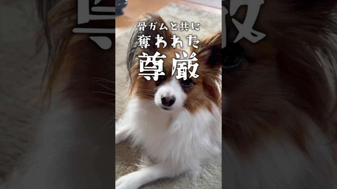 尊厳まで奪われた犬  #パピヨン #papillon #可愛い #子犬お迎え 尊厳まで奪われた犬  #パピヨン #papillon #可愛い #子犬お迎え