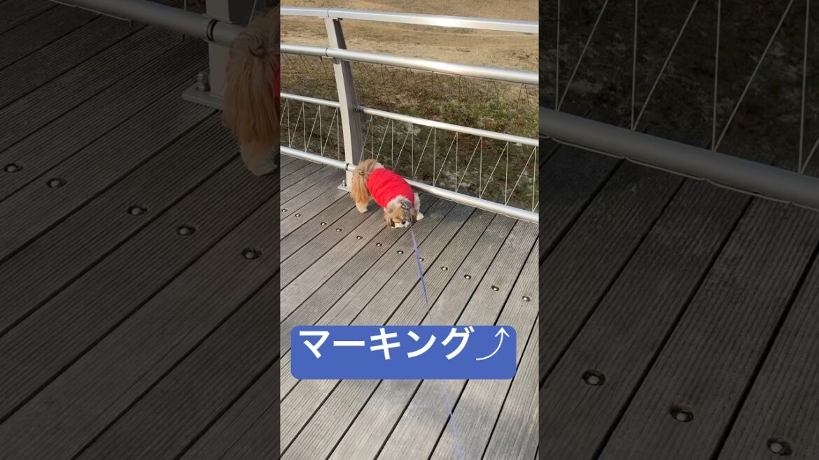 【橋の上は大騒ぎ！シーズーとトイプーの可愛い追いかけっこ！】#シーズー#トイプードル#犬#お散歩#可愛い#癒し#追いつけ追い越せ#橋の上