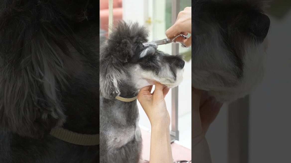 【1歳記念】モサモサのミニチュアシュナウザーがカットしたらこうなります！！