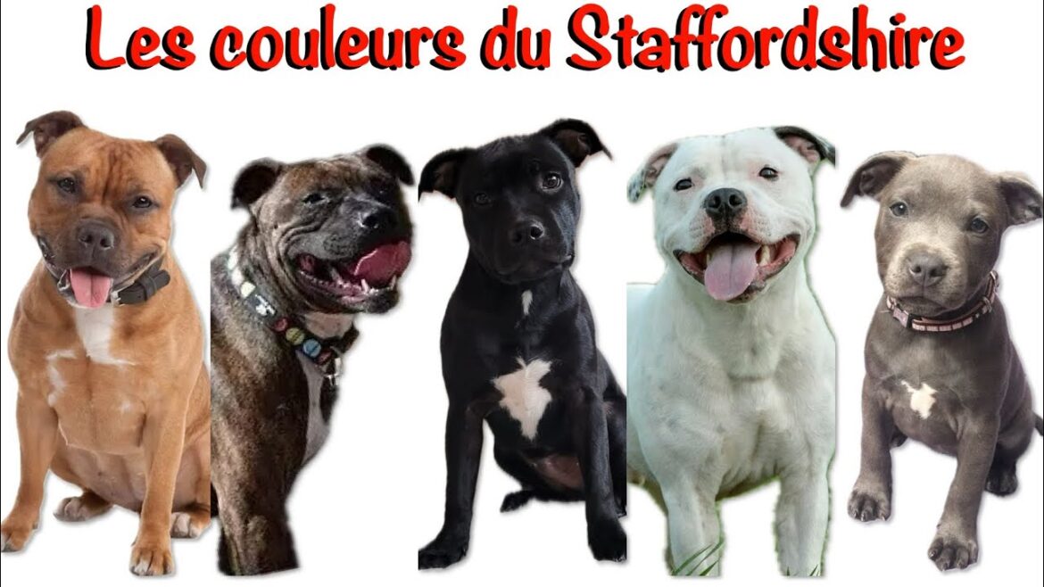 Les Nuances de Couleurs du Staffie🐺 Le Staffordshire bull terrier : le standard🐾 #staffy #staff #dog