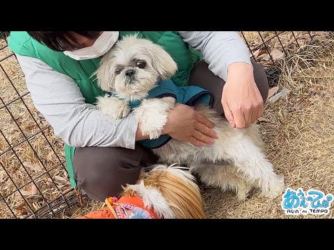 【シーズーだらけ】ドッグランで再びアレをする犬…【三井アウトレットパーク竜王】 【シーズーだらけ】ドッグランで再びアレをする犬…【三井アウトレットパーク竜王】