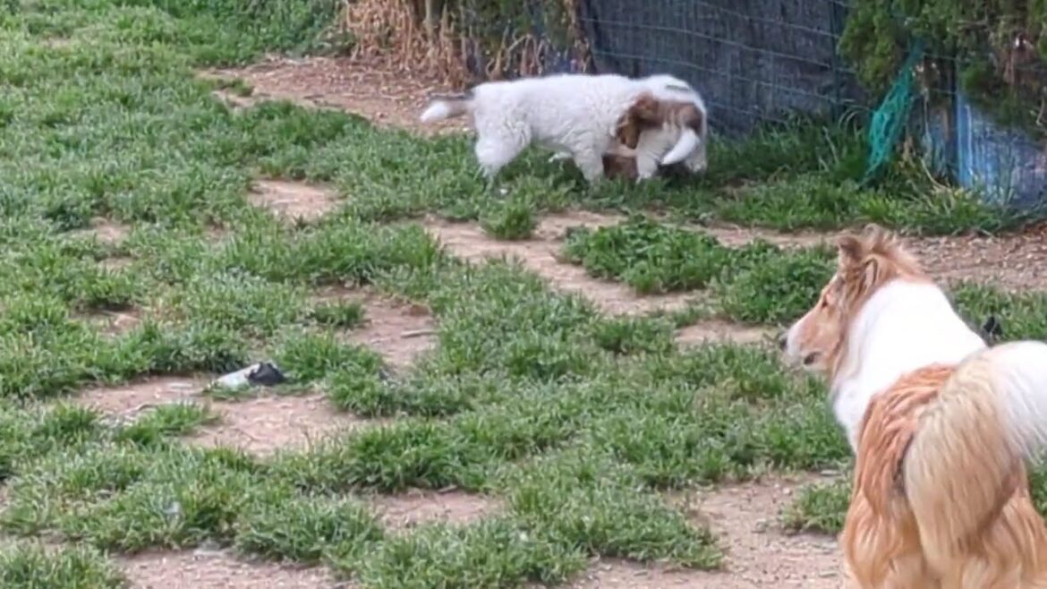 ﾗﾌｺﾘｰ　Motherlake Collies　チコの子　生後55日目　03252025