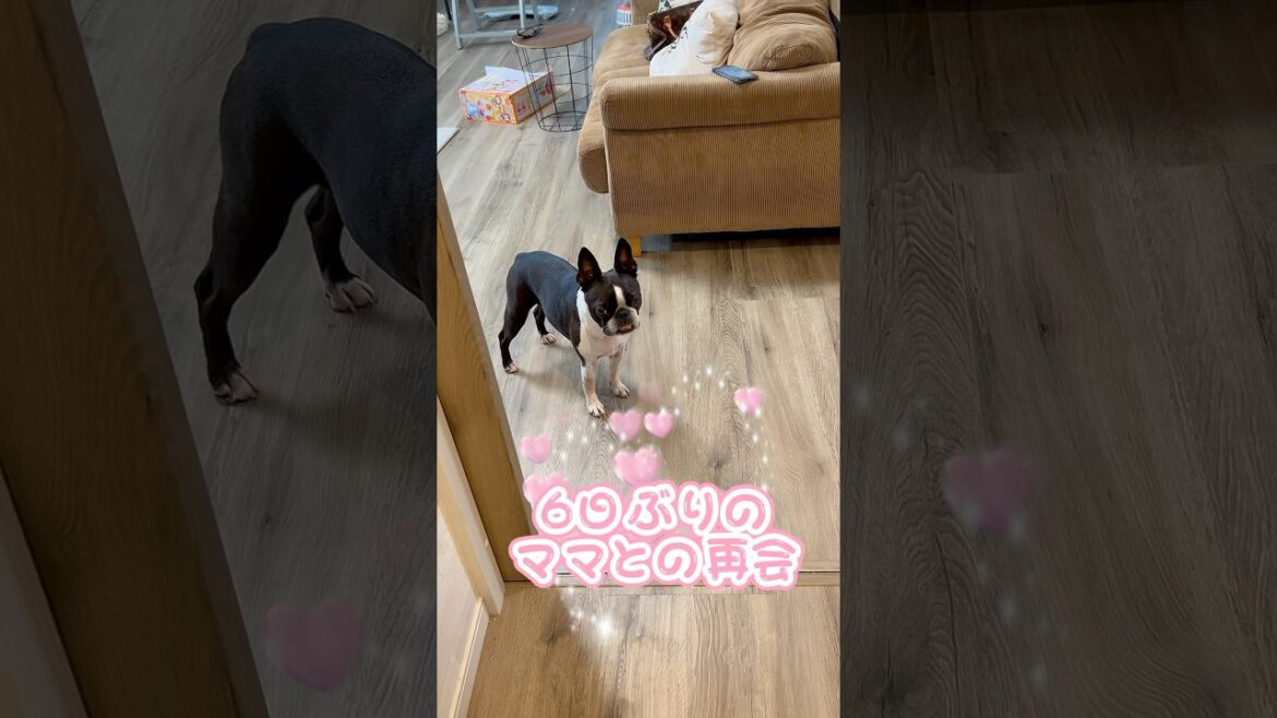 6日ぶりのママとの再会🥹✨【ボストンテリア】こむぎ #shorts
