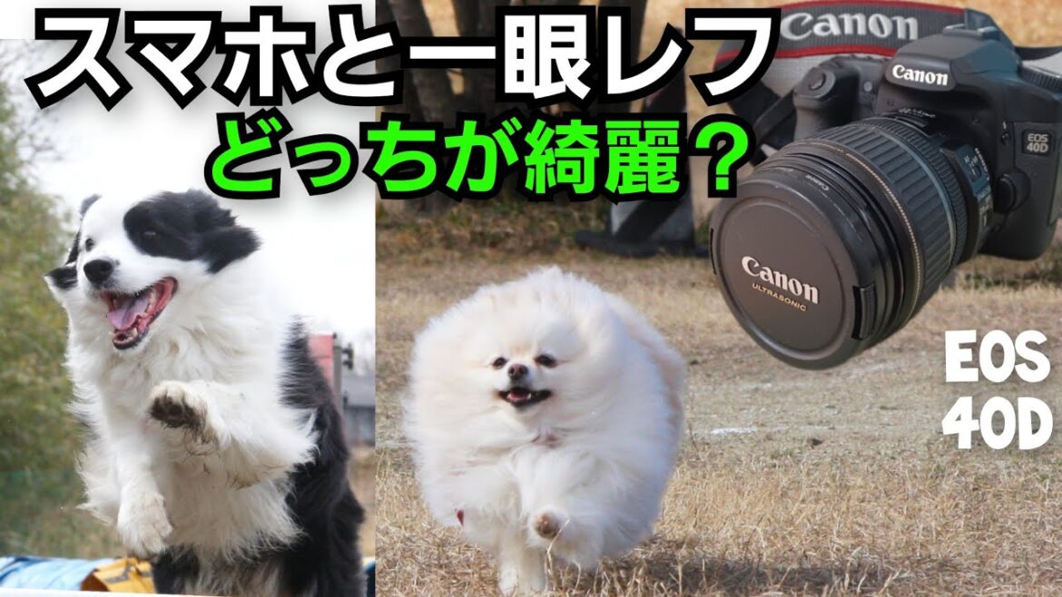 一眼レフ初心者がスマホとの写りを比べてみました【犬の写真】ボーダーコリーとポメラニアン