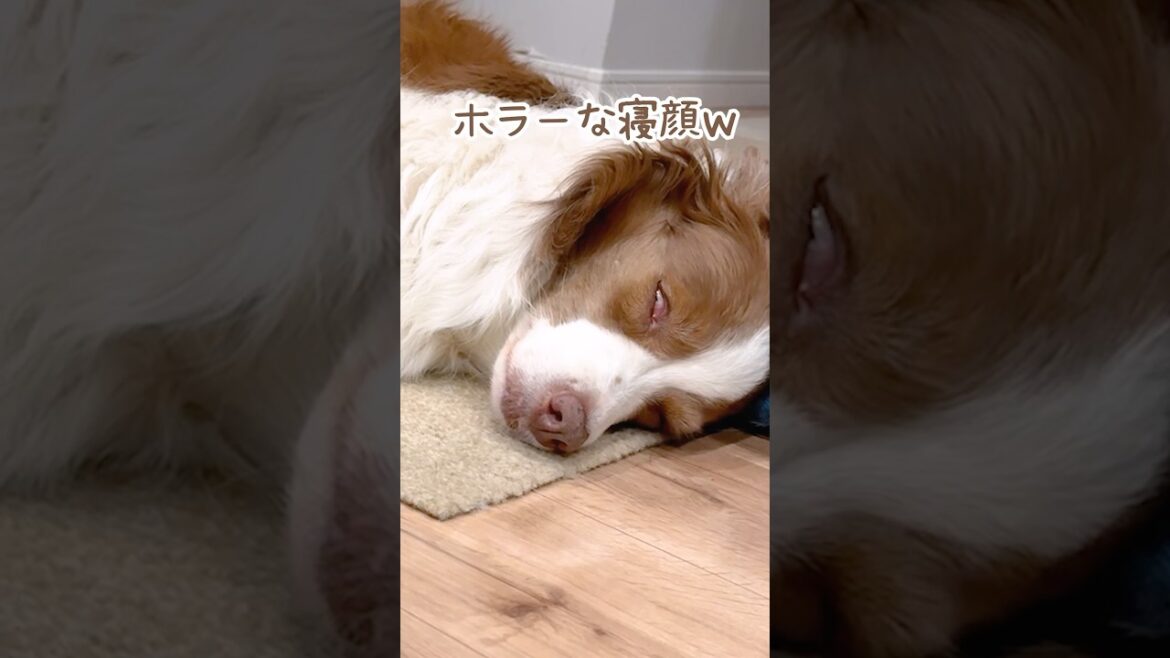 寝顔が天使みたいな犬とホラーな犬が可愛い😂【ボーダーコリー・オーストラリアンシェパード】 寝顔が天使みたいな犬とホラーな犬が可愛い😂【ボーダーコリー・オーストラリアンシェパード】