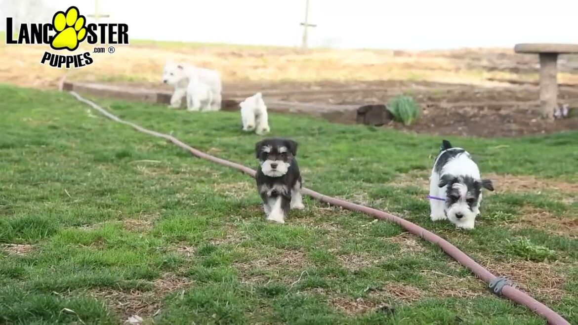 Happy Miniature Schnauzer Puppies