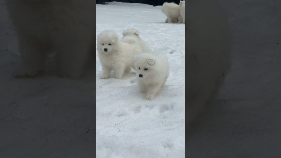 PackRiverSamoyeds #samoyed #puppy #sammy #puppiesofinstagram #puppiesplaying #snowdogs #northidaho