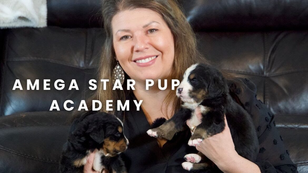 Our Partnership with Amega Star Pup Academy! Our Partnership with Amega Star Pup Academy!