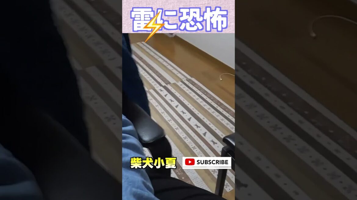 【HELP】雷に恐怖する柴犬 #神戸 #柴犬 #癒し # 雷 【HELP】雷に恐怖する柴犬 #神戸 #柴犬 #癒し # 雷
