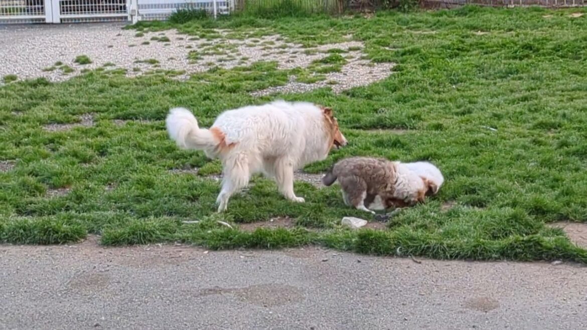 ﾗﾌｺﾘｰ　Motherlake Collies　チコの子　生後55日目　03252025