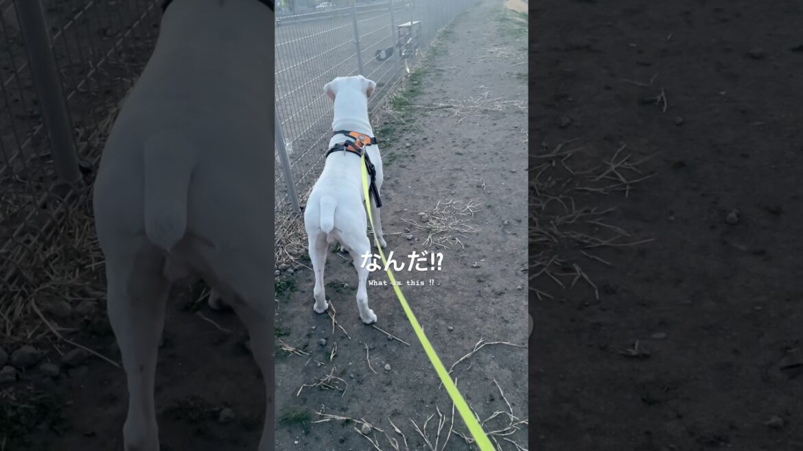 刺激的な散歩道　ボクサー犬
