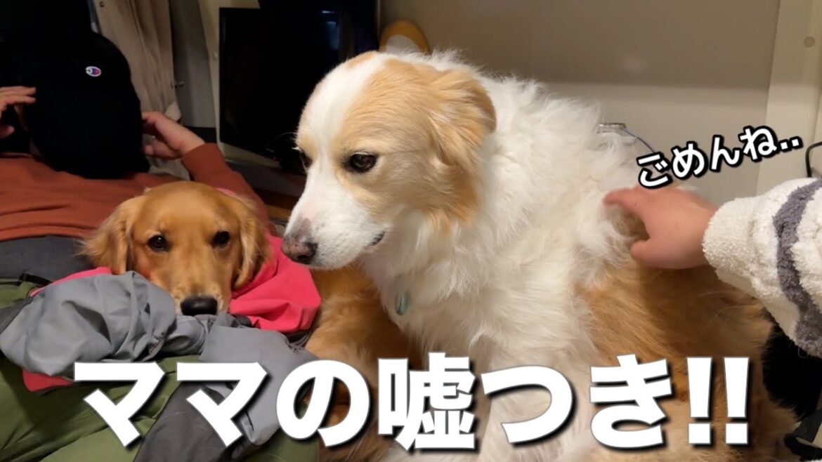 約束が守れなくて、犬が怒ってしまいました...【ボーダーコリー•ゴールデンレトリバー】