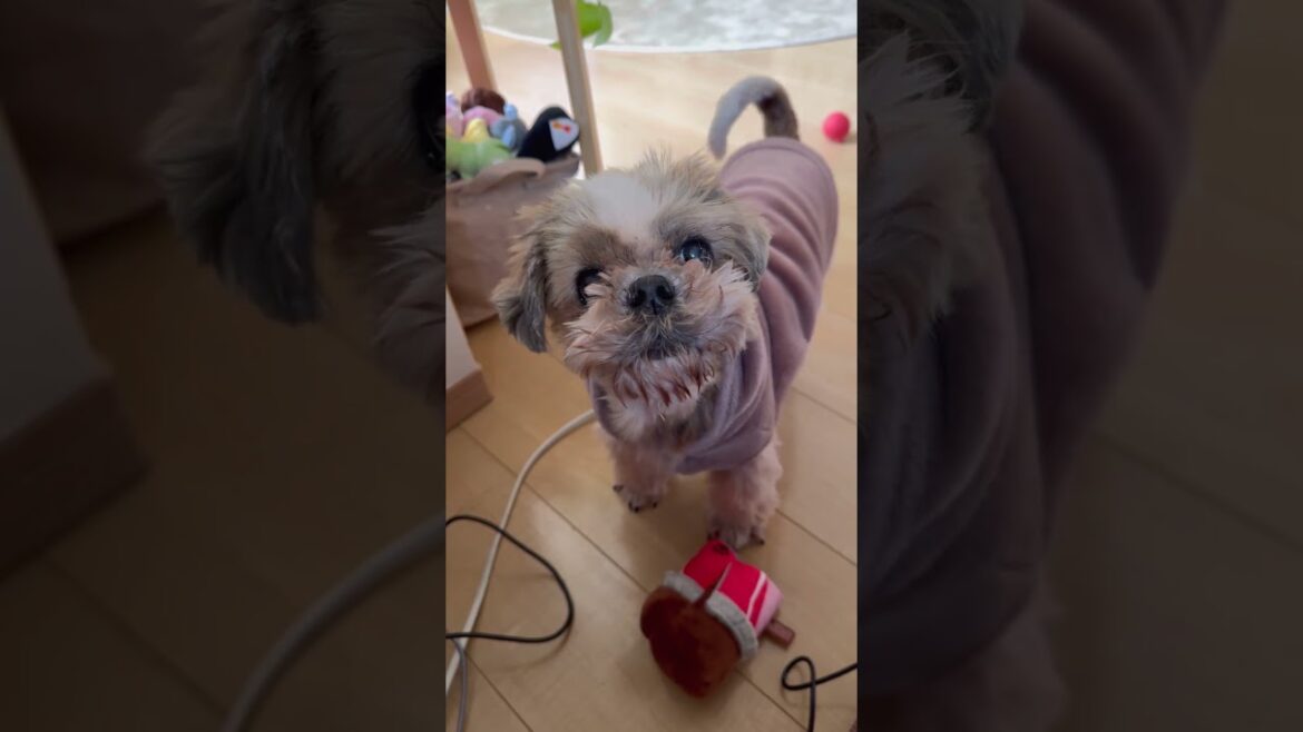 話をそらすな💢#シーズー #いぬ #犬 #マルシーズー #わんこ #マルチーズ #イヌ