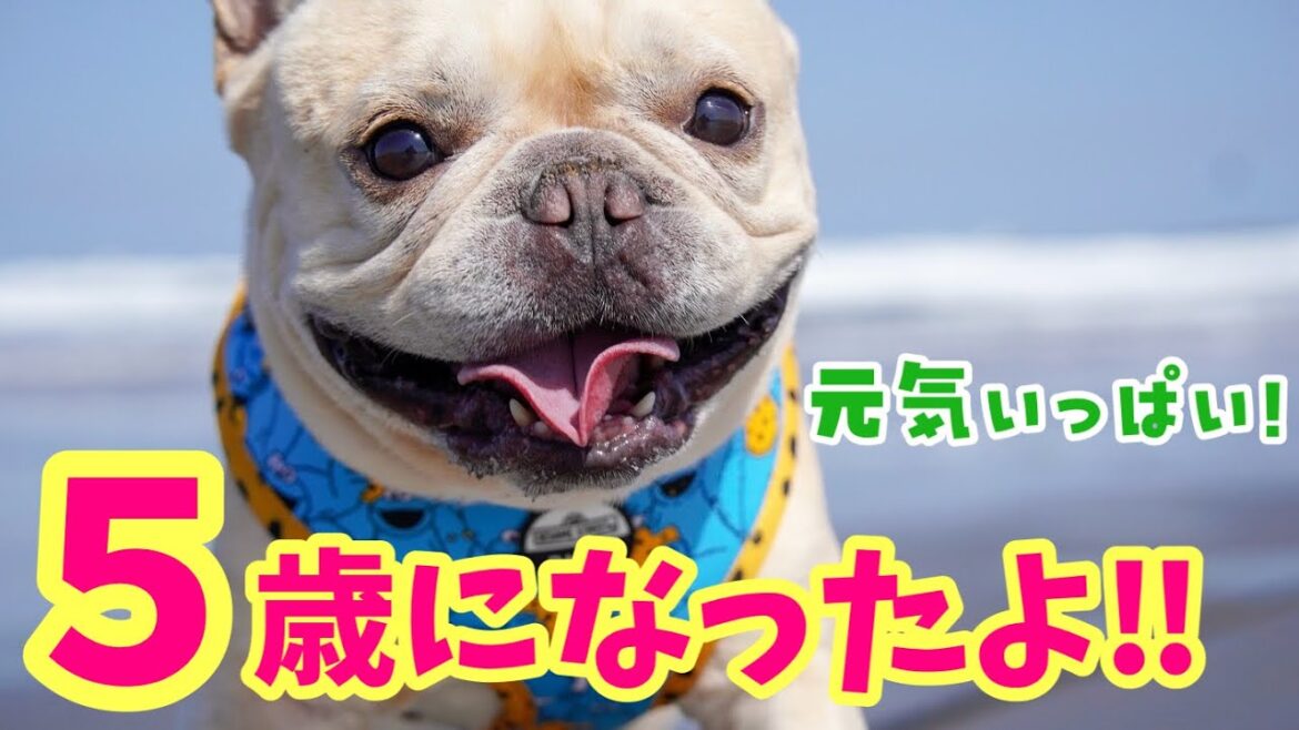 5歳になりました!プレゼントいっぱいの誕生日💖フレンチブルドッグのルーク【Luke VLOG #】 5歳になりました!プレゼントいっぱいの誕生日💖フレンチブルドッグのルーク【Luke VLOG #】