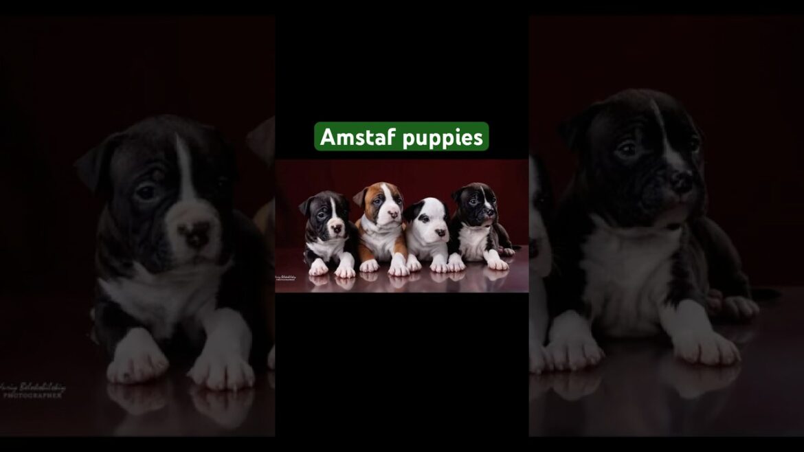 Цуценята на фотозйомці #puppies #pets #amstaff #amstaffpuppy #doglover #dogshorts
