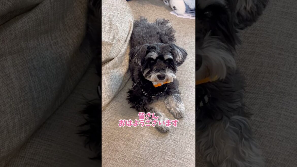シュナウザーのマナちゃん、朝のご挨拶。 #シュナウザー #犬のいる生活 #ミニチュアシュナウザー #dog #シュナ #いぬ #わんこ #わんわん #いぬのいる生活 #犬のいる暮らし
