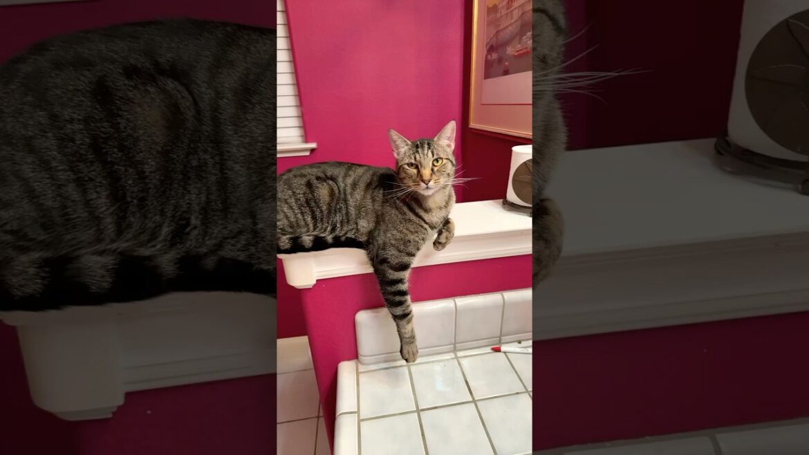 Look at this distinguished gentleman #cat #animals #funnyanimals #shorts #shortvideo