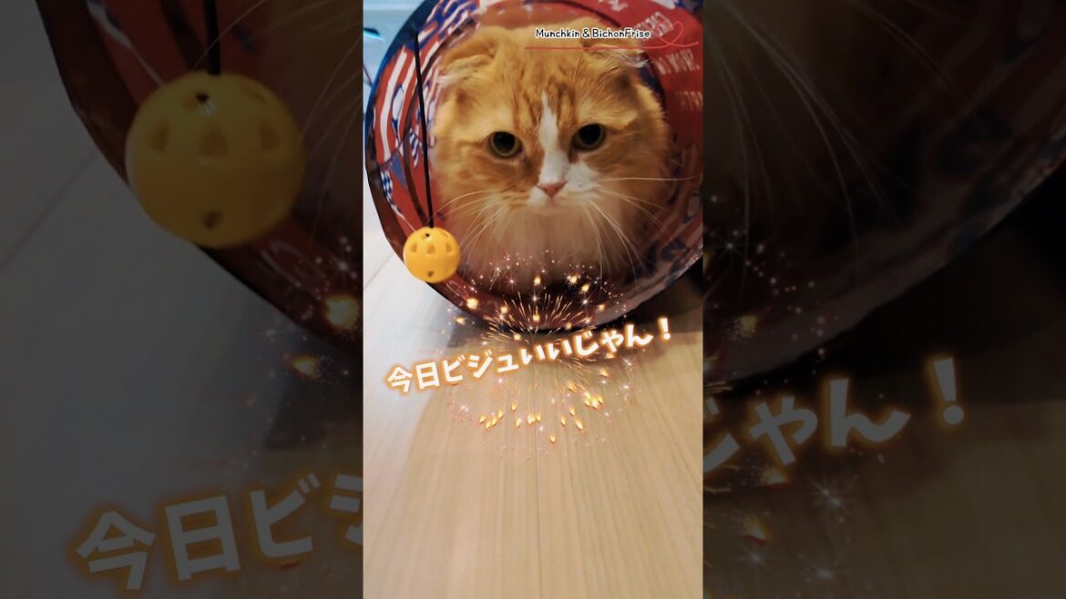 【マンチカン】女王猫のビジュいいじゃん 【犬と猫、両方飼ってると毎日かわいい♥】