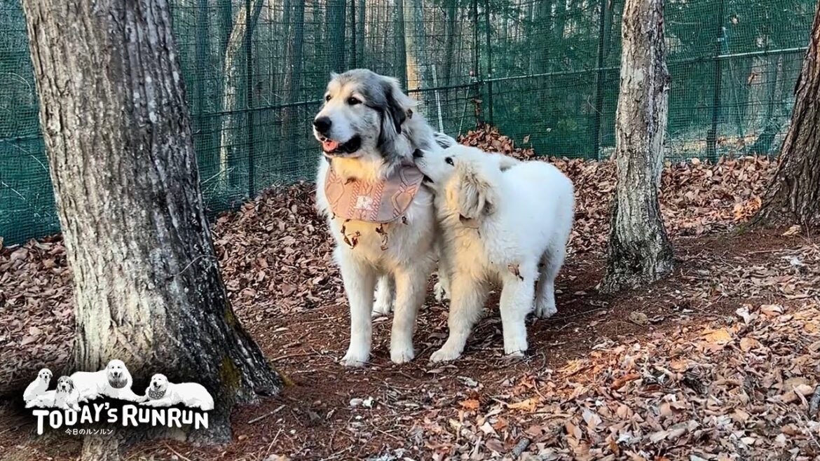 落ち葉遊びの楽しさをリリーに教えてやったベルです　Great Pyrenees　グレートピレニーズ