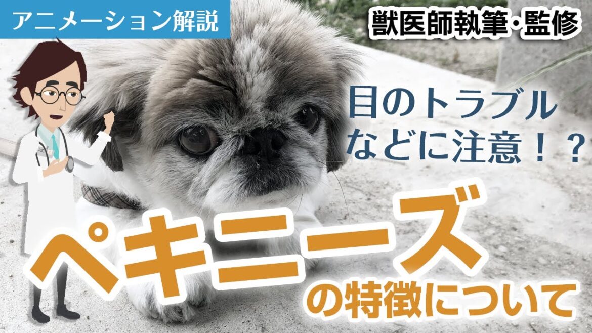 ペキニーズの特徴や気を付けたい病気など【獣医師執筆監修】