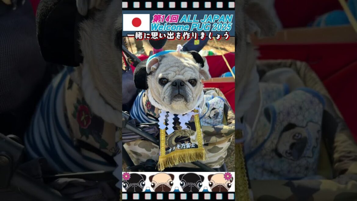 【パグオフ会】第14回ウェルカムパグ #パグ #pug #shorts