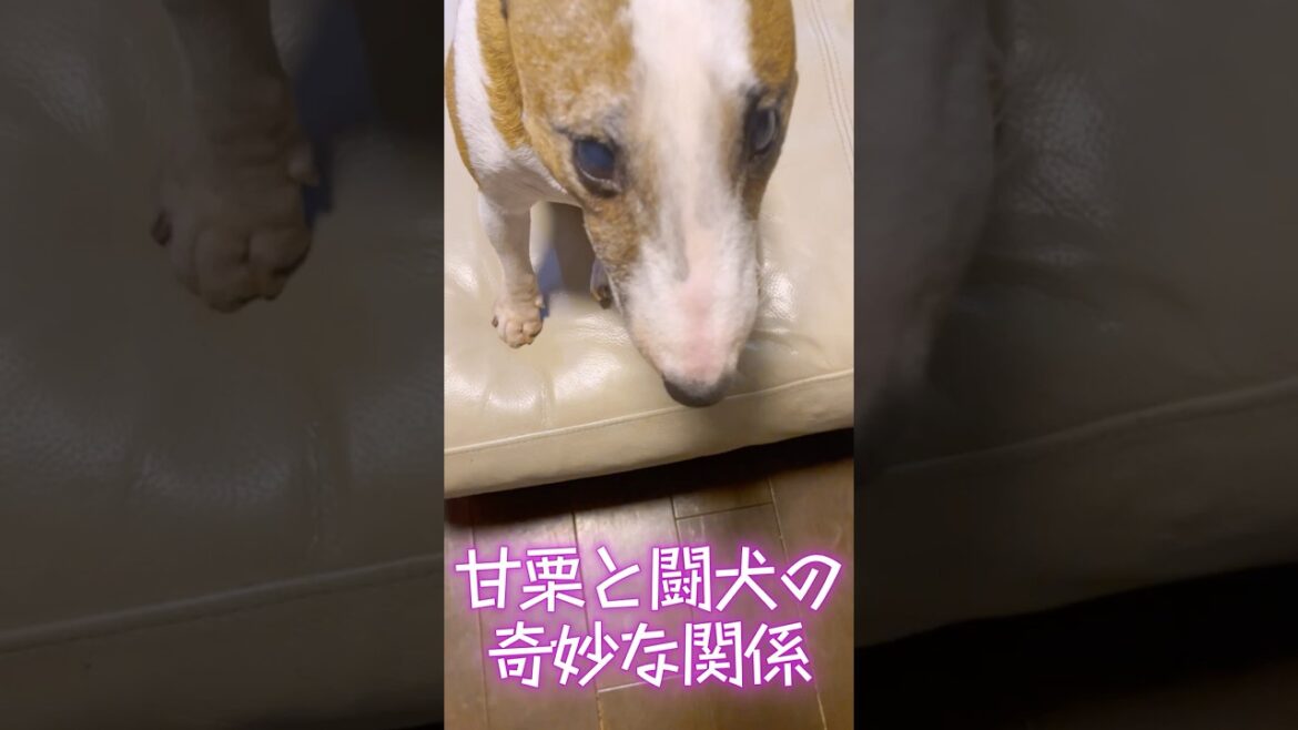 甘栗と闘犬の奇妙な関係　 ＃犬鼻＃甘栗#散歩