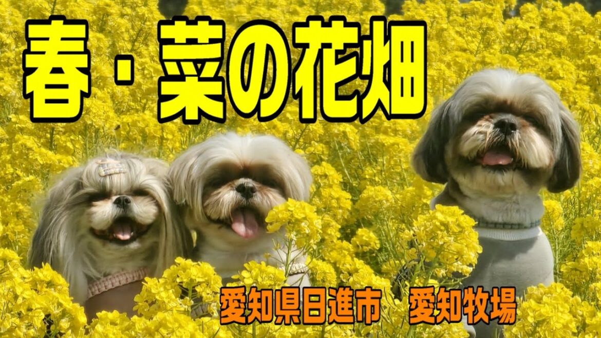 【シーズー】愛犬3匹と菜の花畑へおでかけしたよ#多頭飼い#春のおでかけ#愛知牧場