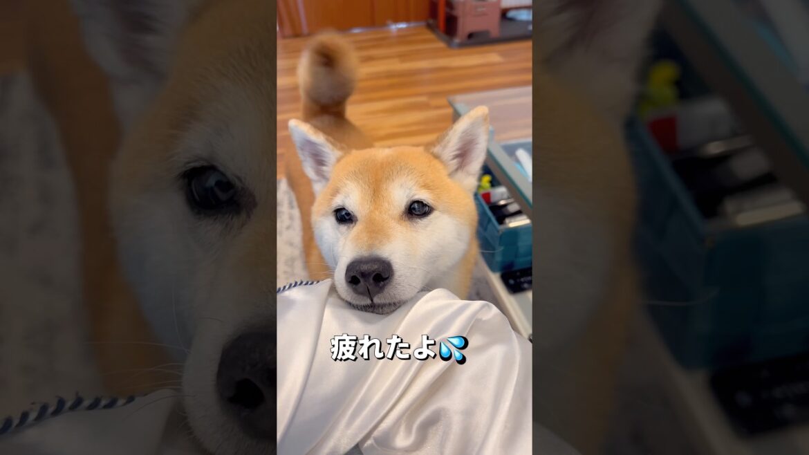 顔に出るタイプ🐶‼️#柴犬 #shiba #shorts