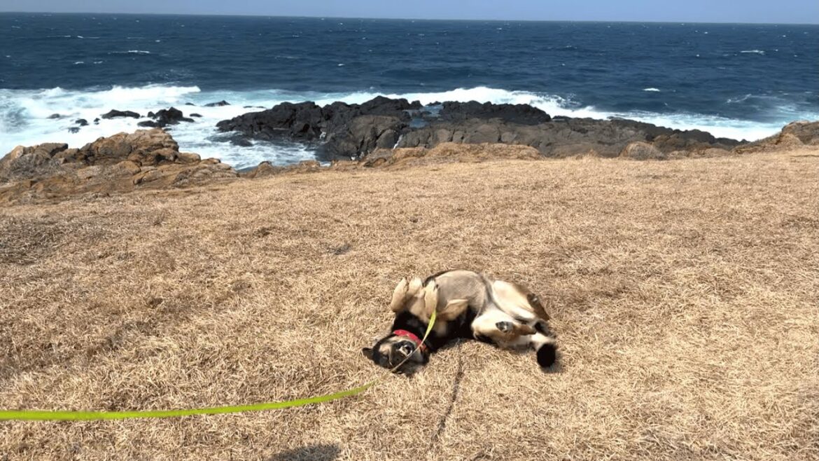 山口県の絶景スポットに行ったら、愛犬が野生に還りましたｗ