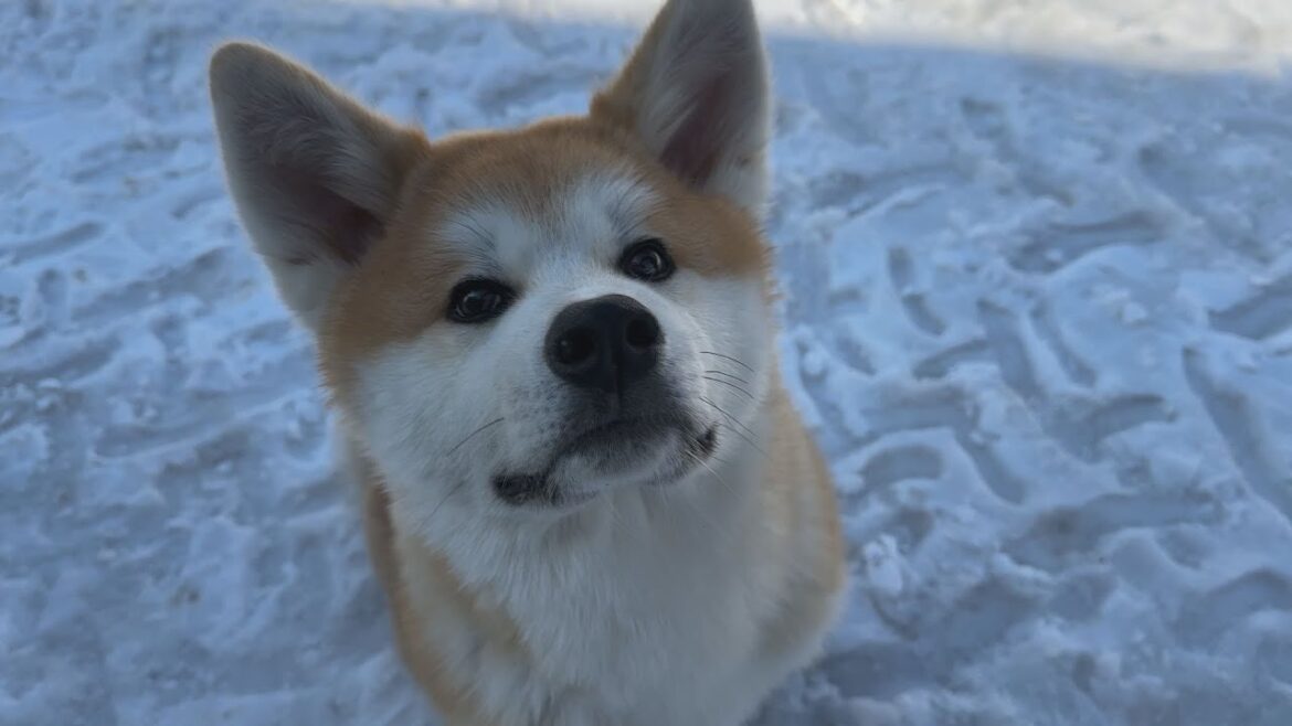 春の訪れと共に秋田犬という天使がやってきた