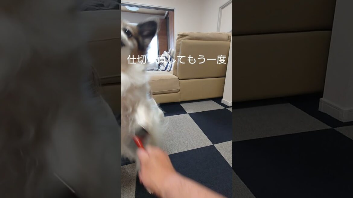 ブラシよけちゃう犬が可愛い #ブラシ #犬のいる生活 #パピヨン