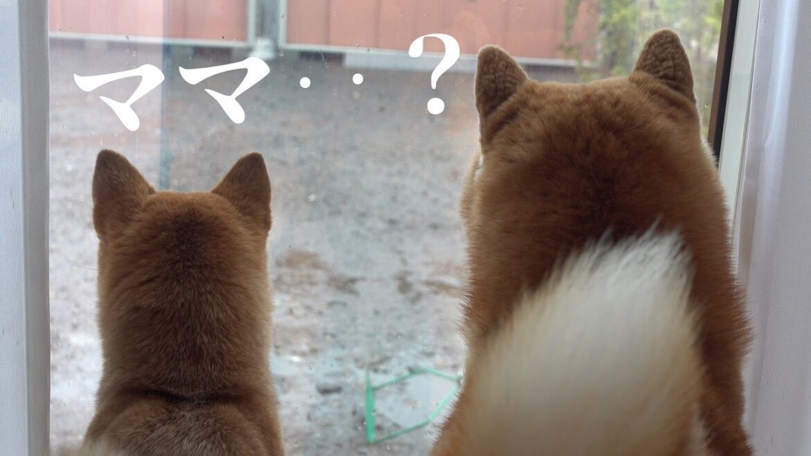 体調不良のママが病院へ行くと柴犬は鳴きながら後を追いました。。